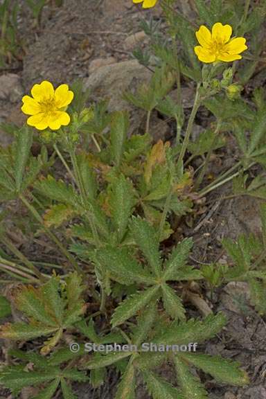 potentilla gracilis var fastigiata 1 graphic